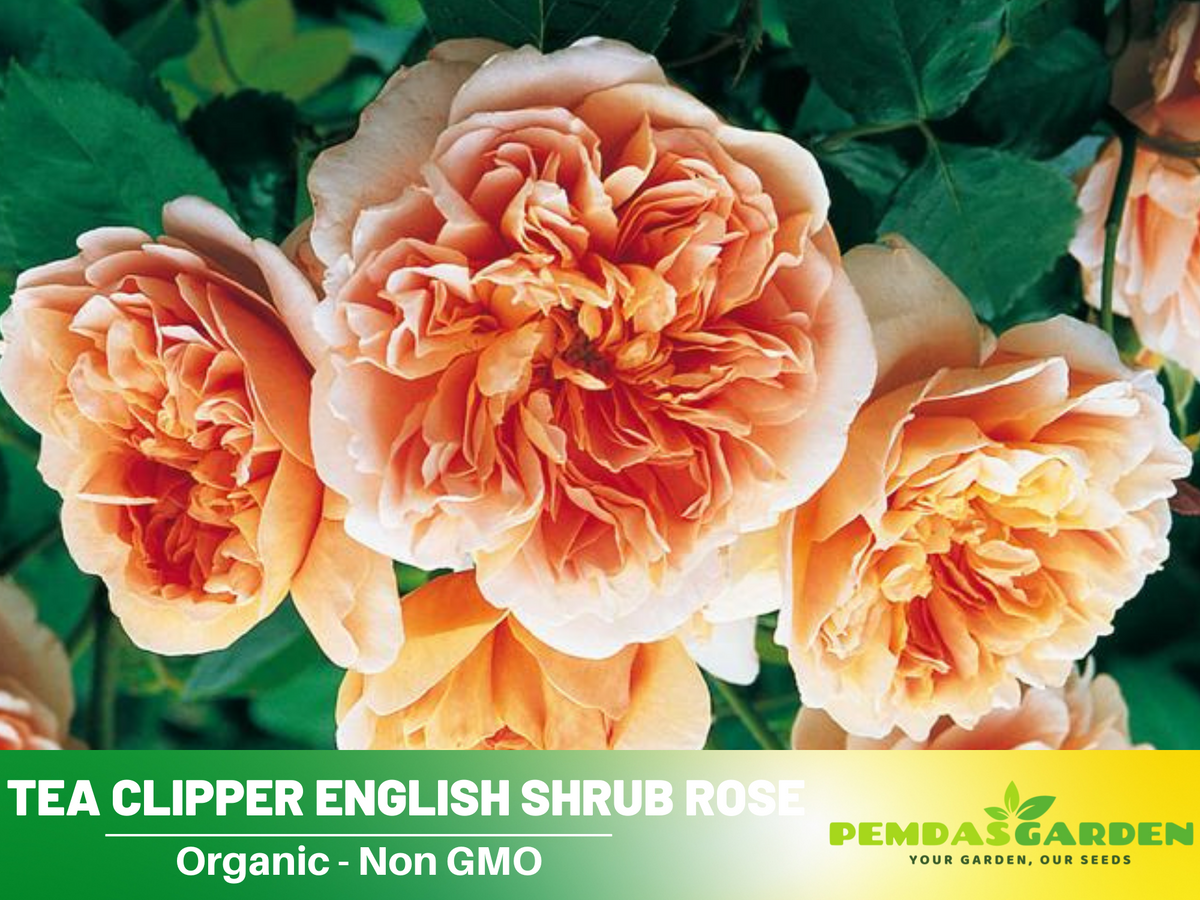 30 Rare Seeds| Tea Clipper Rose Bush Flower Seeds #1116