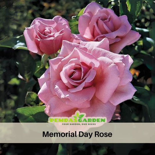 Pink Rose Flower Seeds, 30 seeds