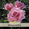 30 Rare seed - Pink Rose Flower Seeds #1117
