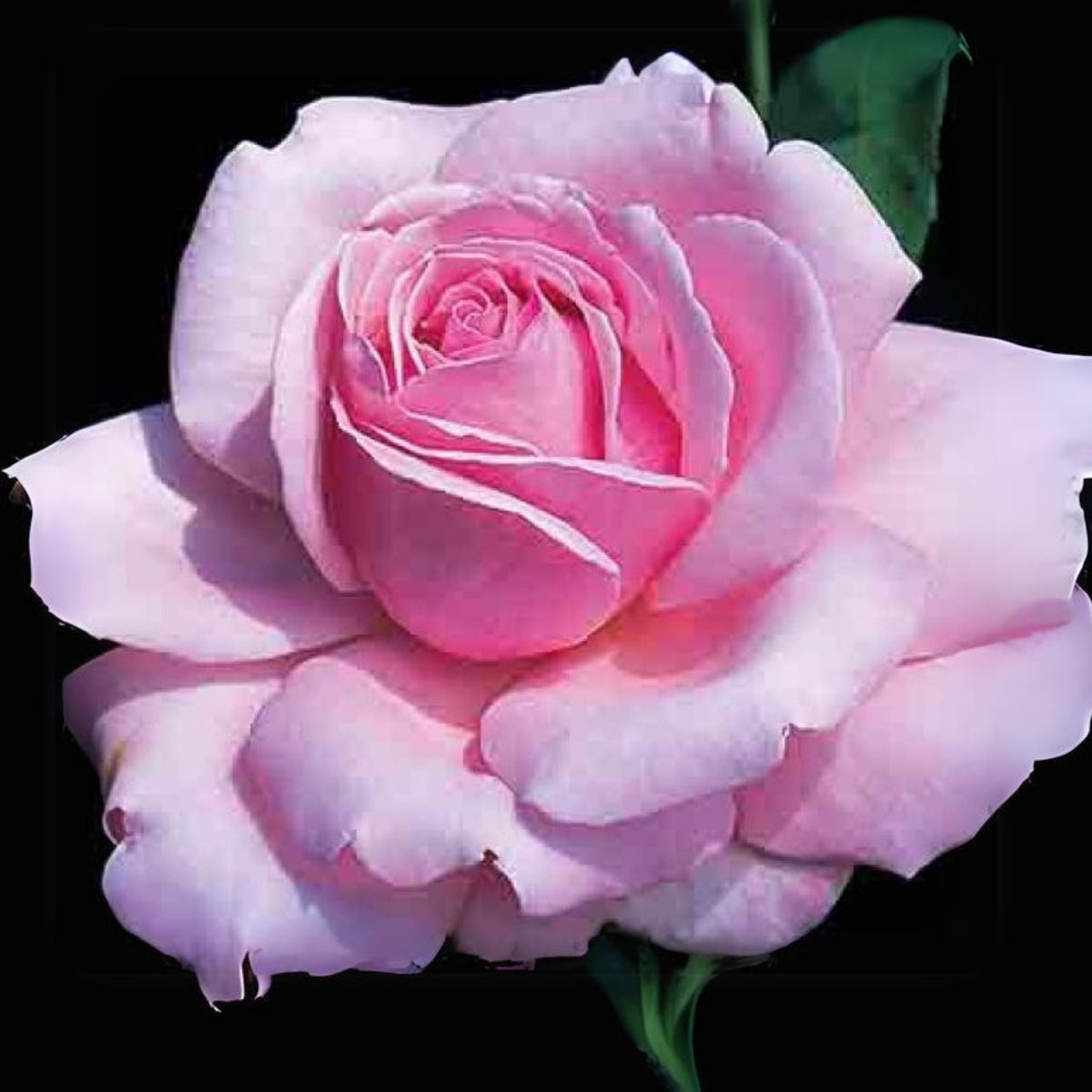 Pink Rose Flower Seeds, 30 seeds