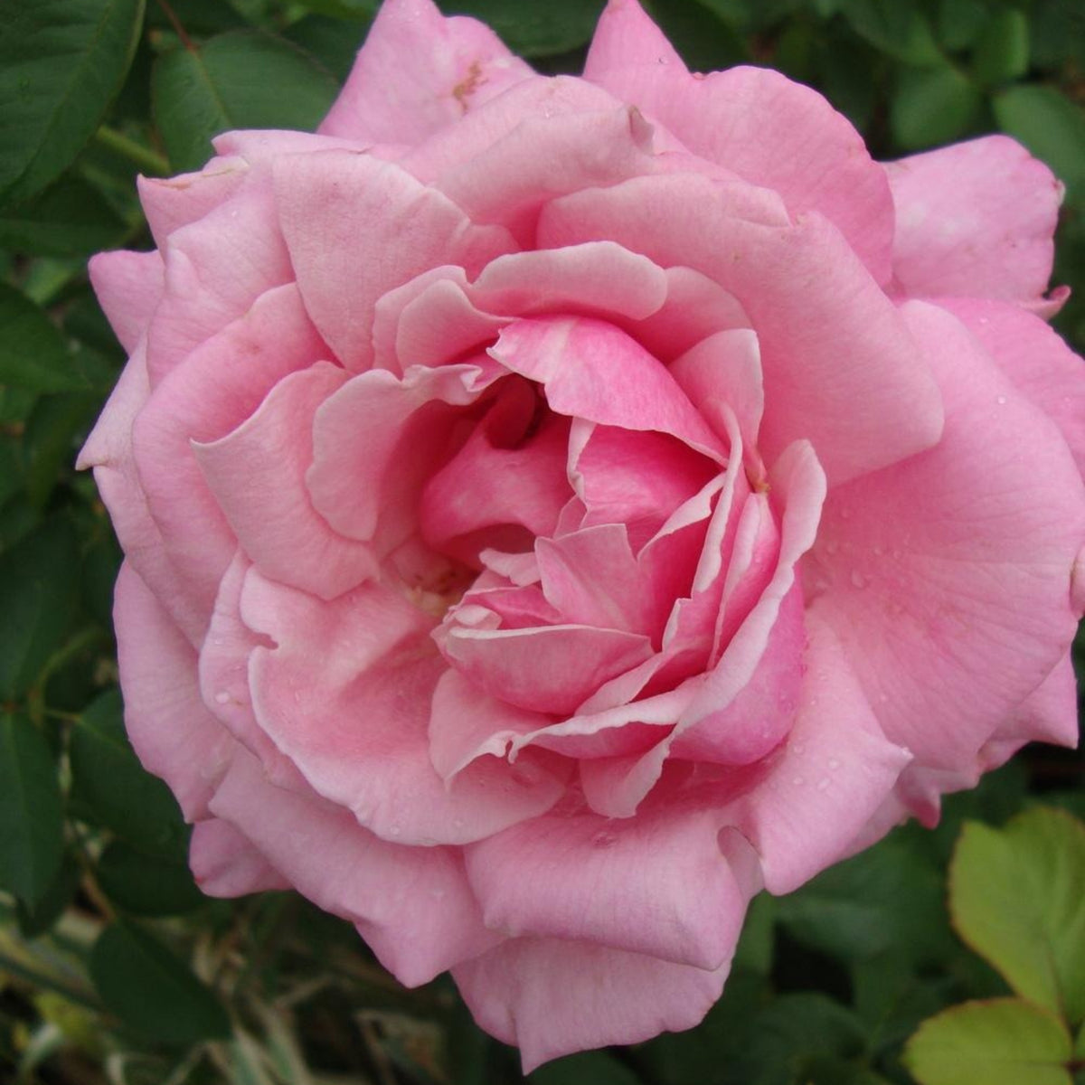 Pink Rose Flower Seeds, 30 seeds