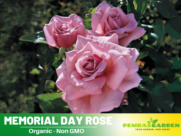 rare rose seeds 30 Rare seed