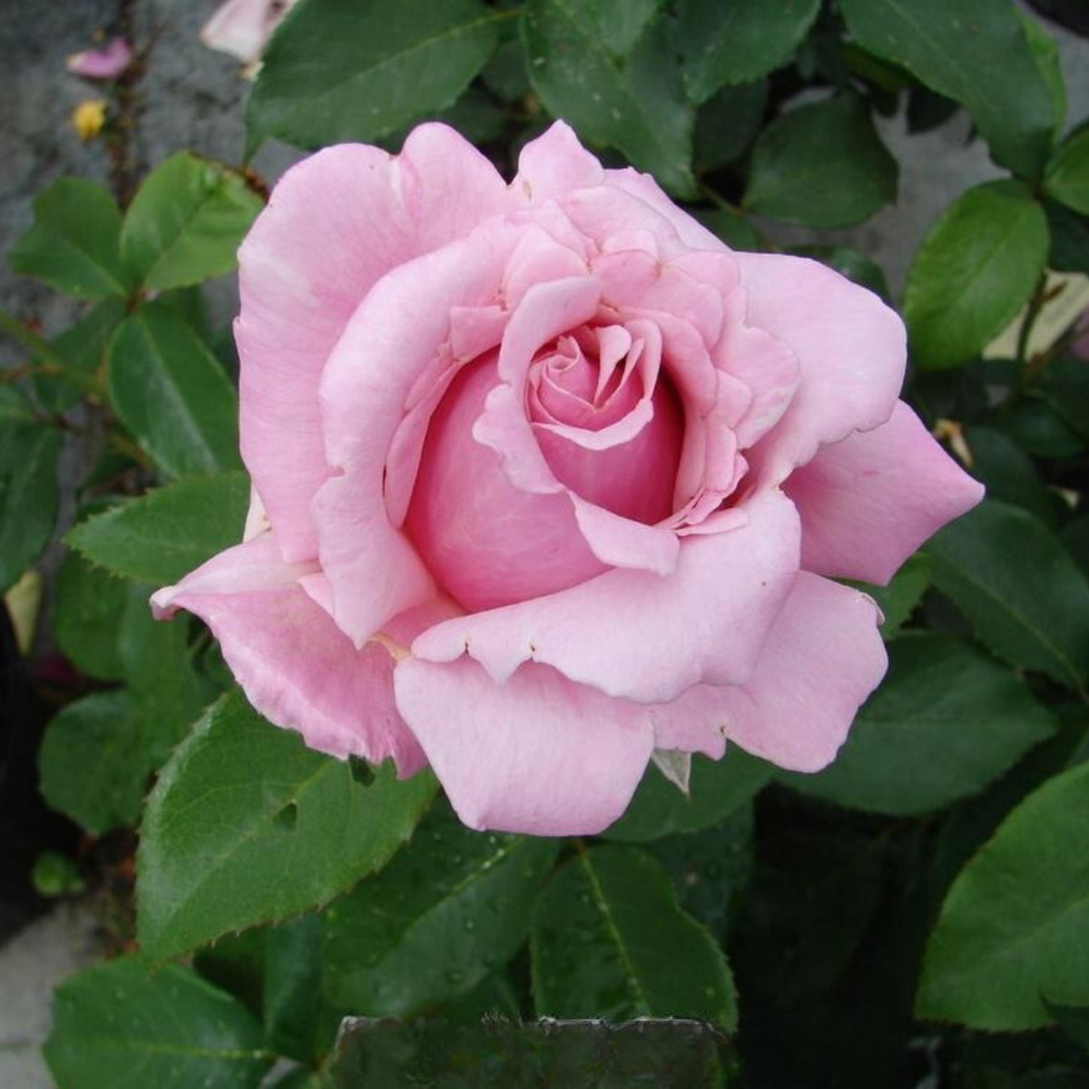 Pink Rose Flower Seeds, 30 seeds