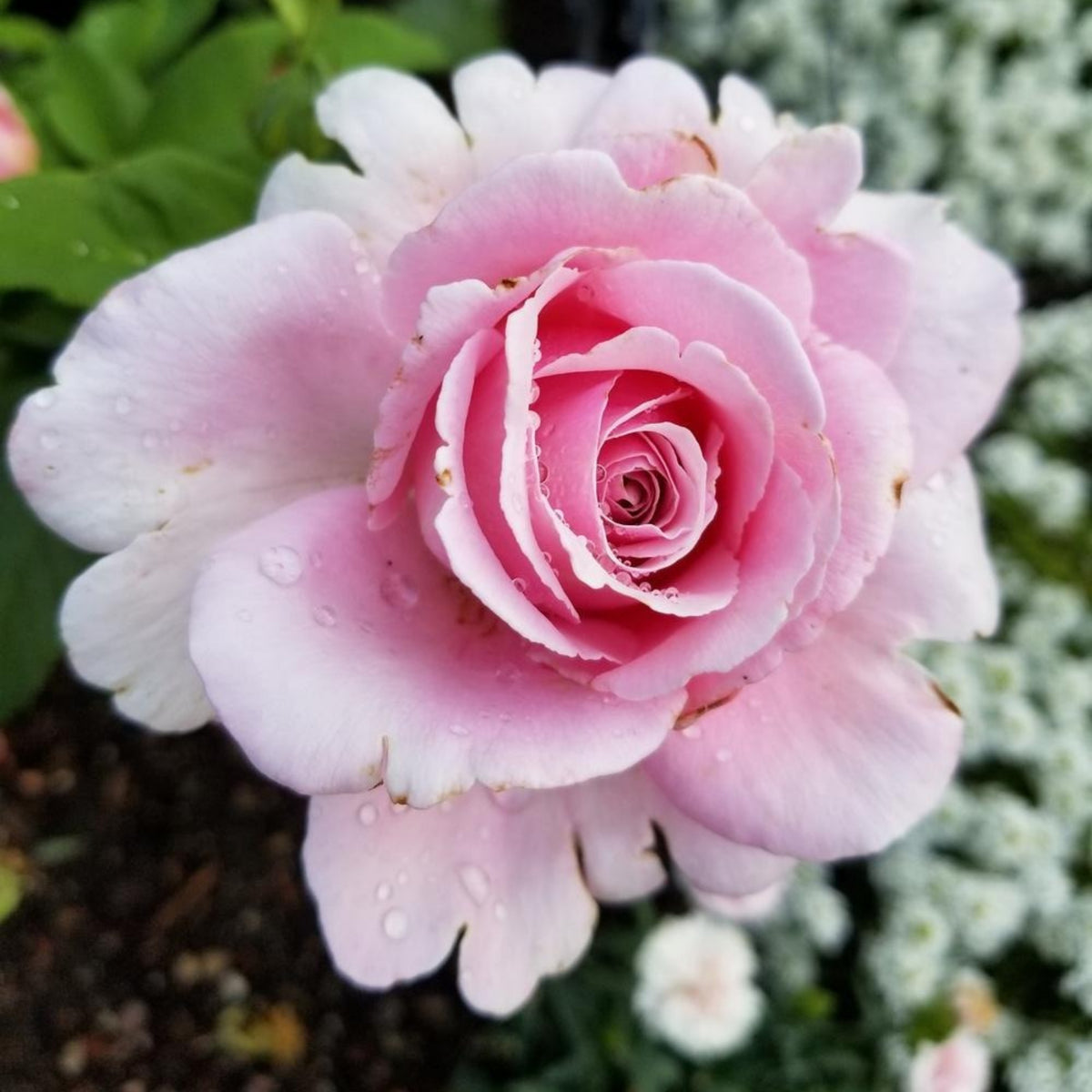Pink Rose Flower Seeds, 30 seeds