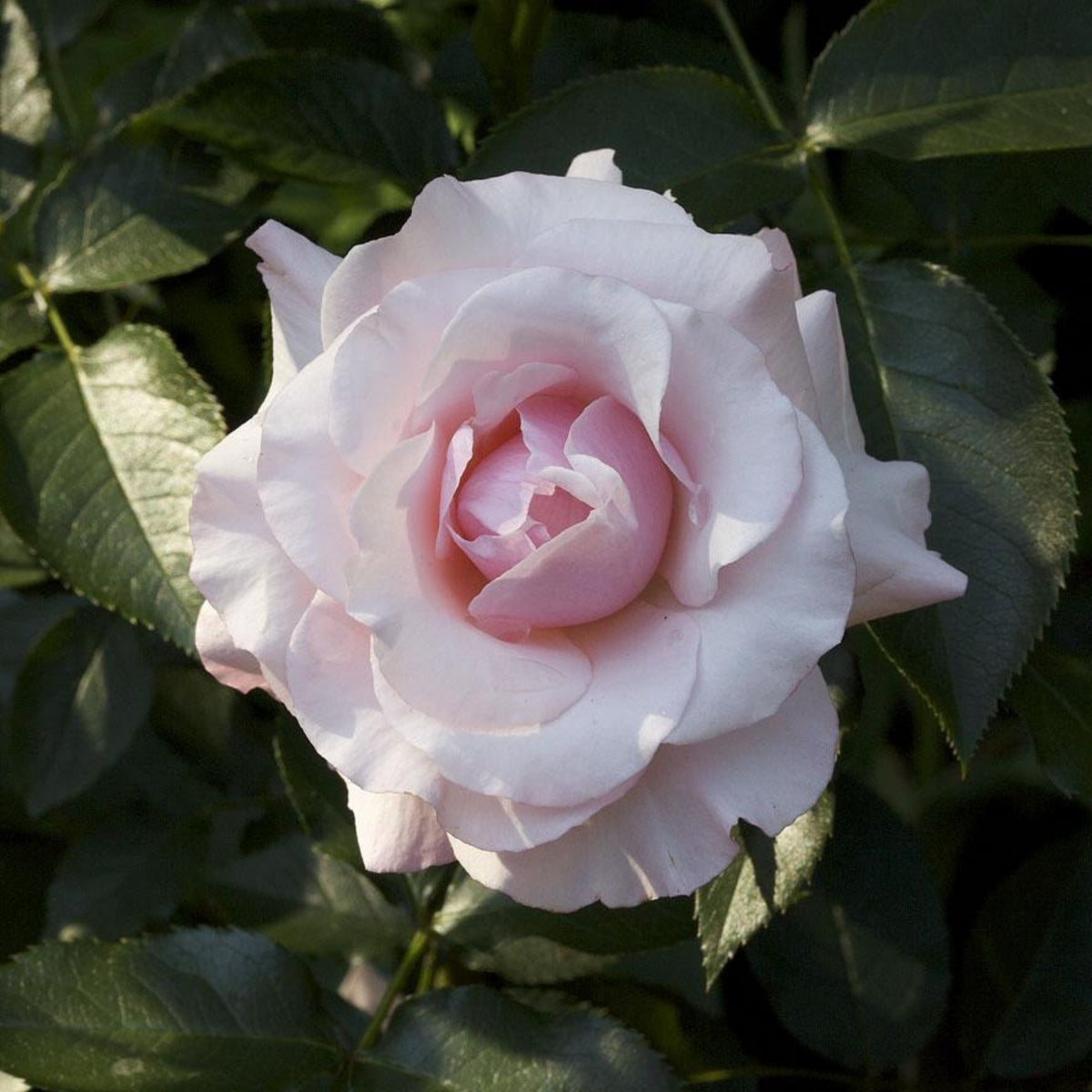 Pink Rose Flower Seeds, 30 seeds