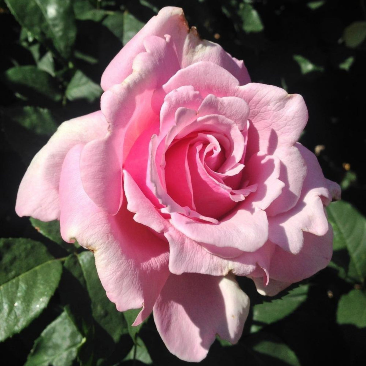 Pink Rose Flower Seeds, 30 seeds