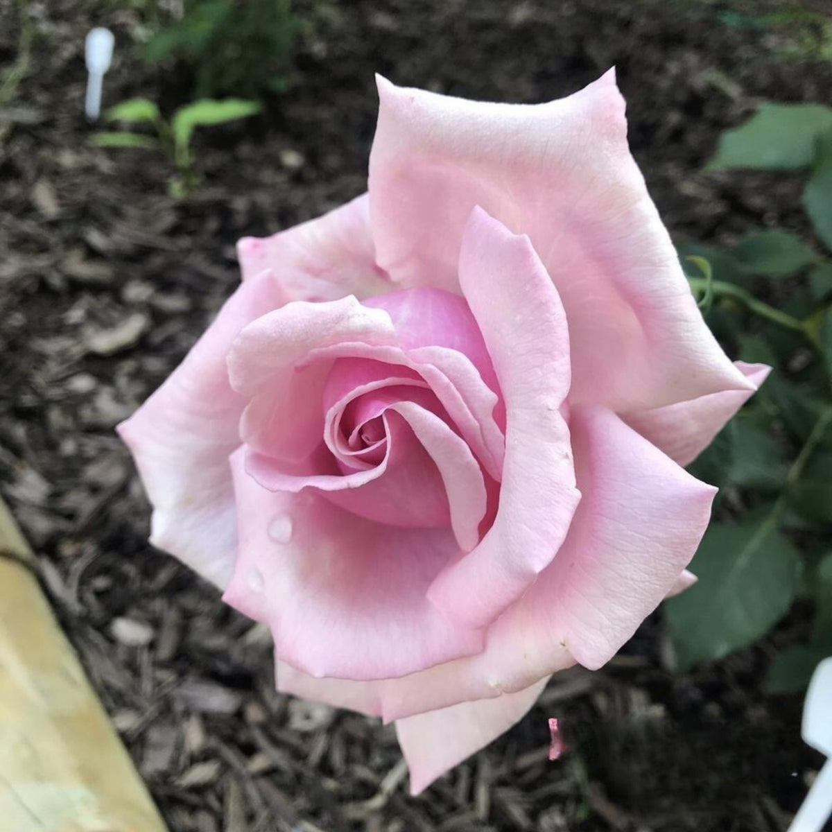 Pink Rose Flower Seeds, 30 seeds