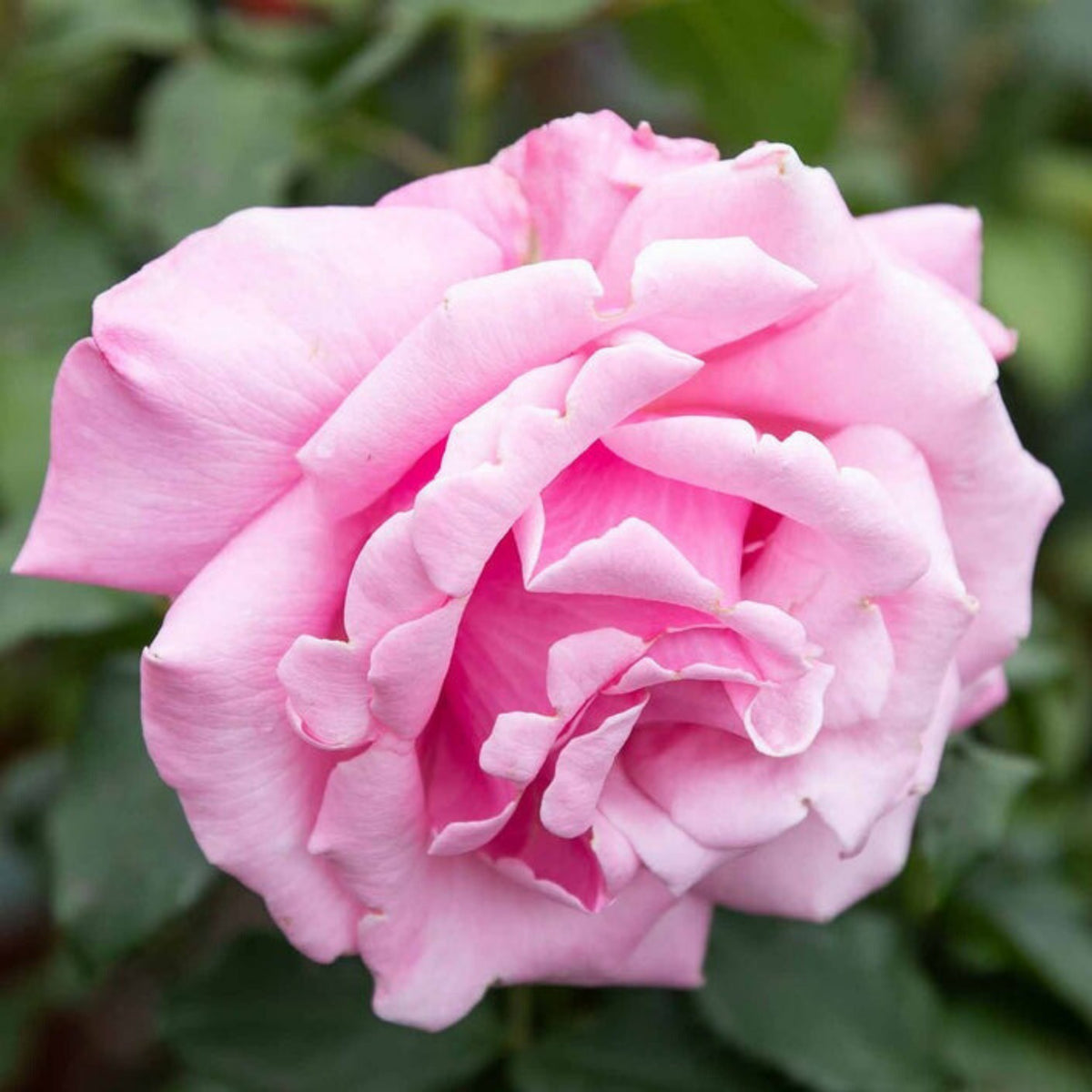 Pink Rose Flower Seeds, 30 seeds
