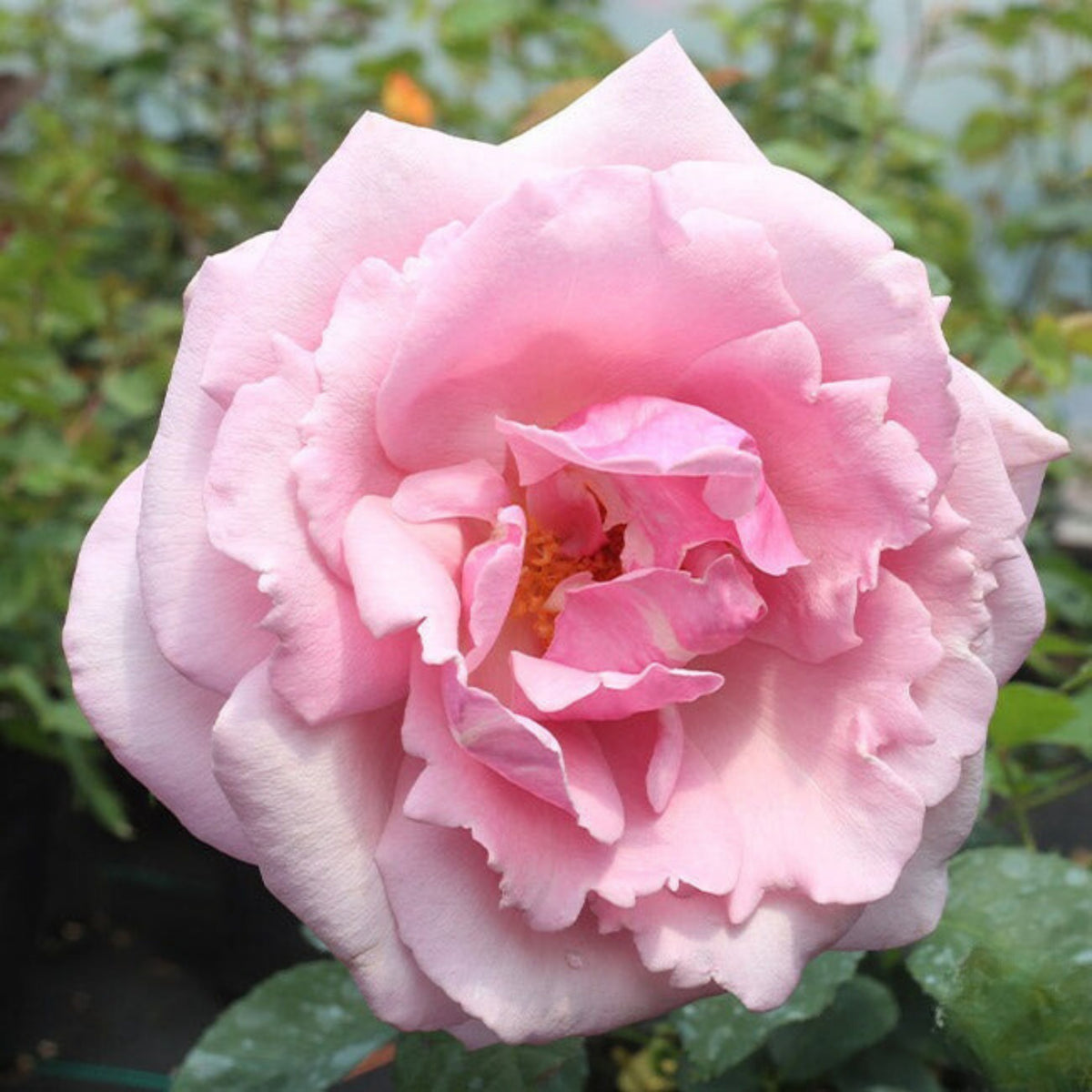 Pink Rose Flower Seeds, 30 seeds