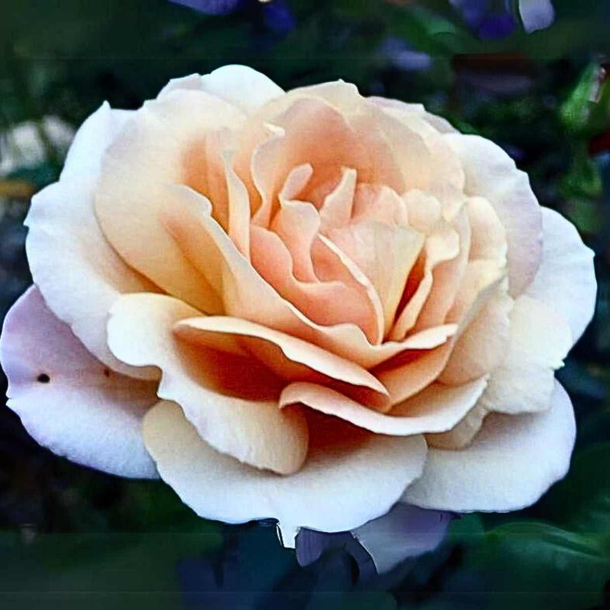Hybrid Tea Spiced Coffee Rose Bush Flower Seeds, 30 seeds
