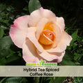 30 Rare Seeds| Hybrid Tea Spiced Coffee Rose Bush Flower Seeds #1118