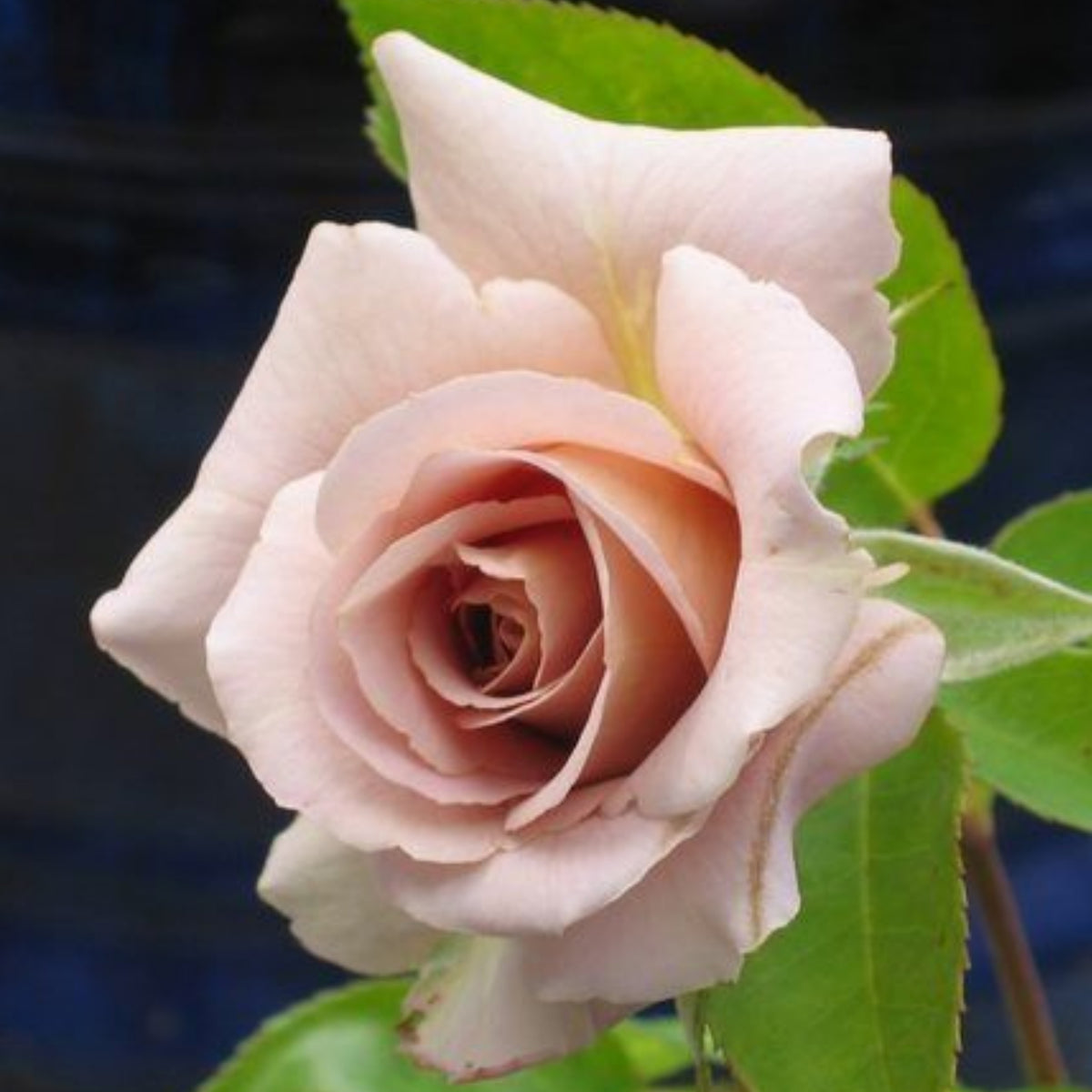 Hybrid Tea Spiced Coffee Rose Bush Flower Seeds, 30 seeds