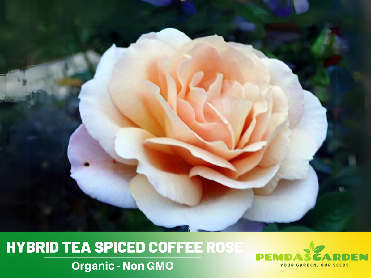 30 Rare Seeds| Hybrid Tea Spiced Coffee Rose Bush Flower Seeds #1118