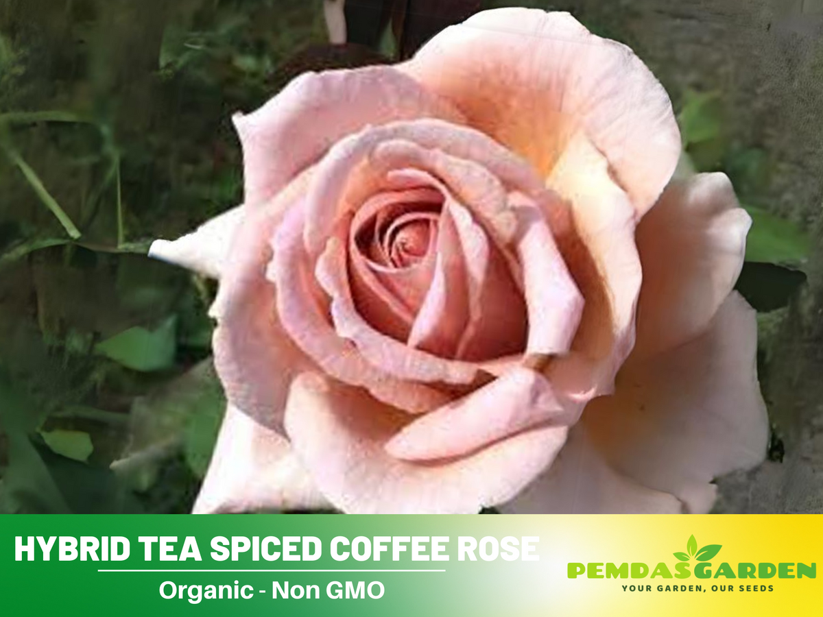 30 Rare Seeds| Hybrid Tea Spiced Coffee Rose Bush Flower Seeds #1118