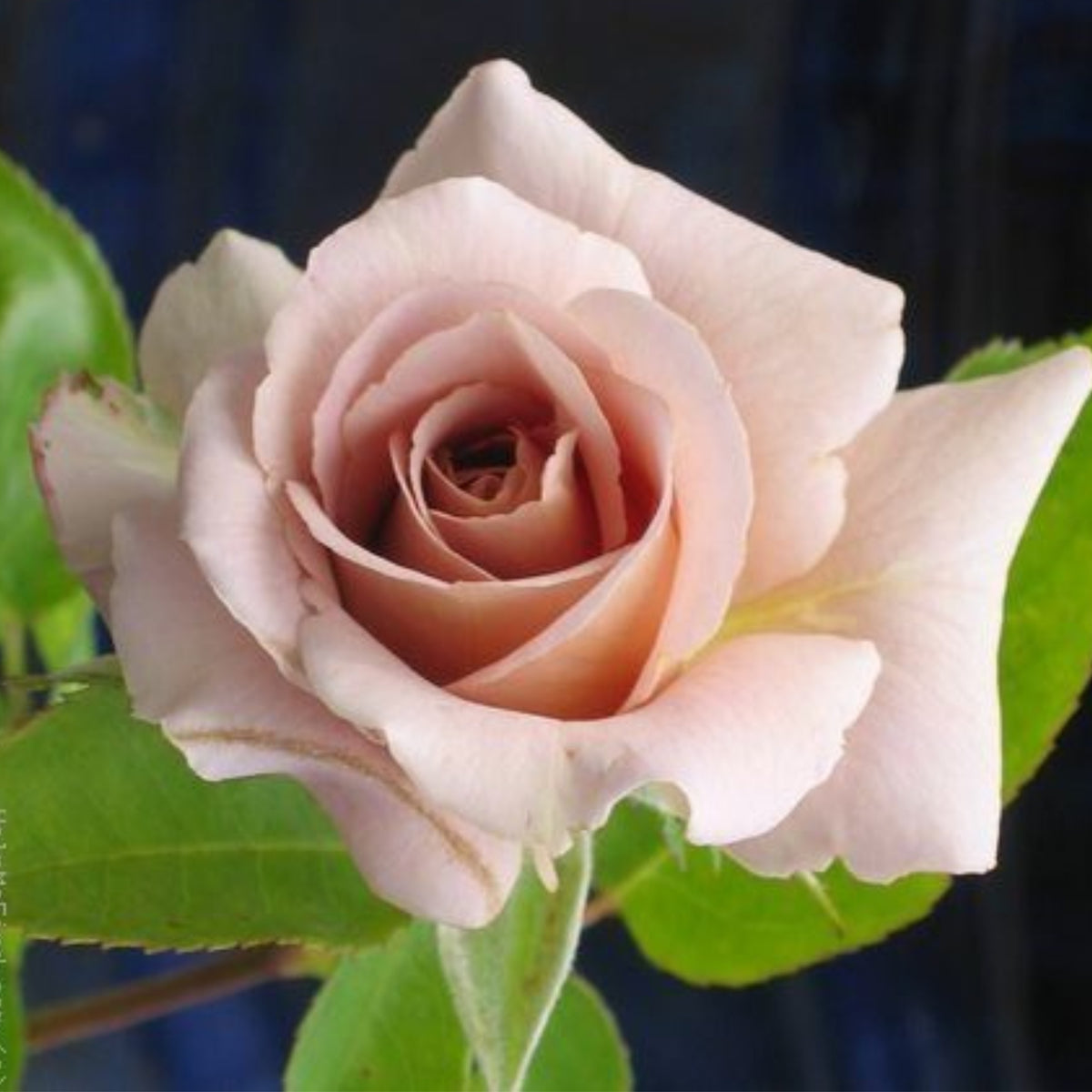 Hybrid Tea Spiced Coffee Rose Bush Flower Seeds, 30 seeds
