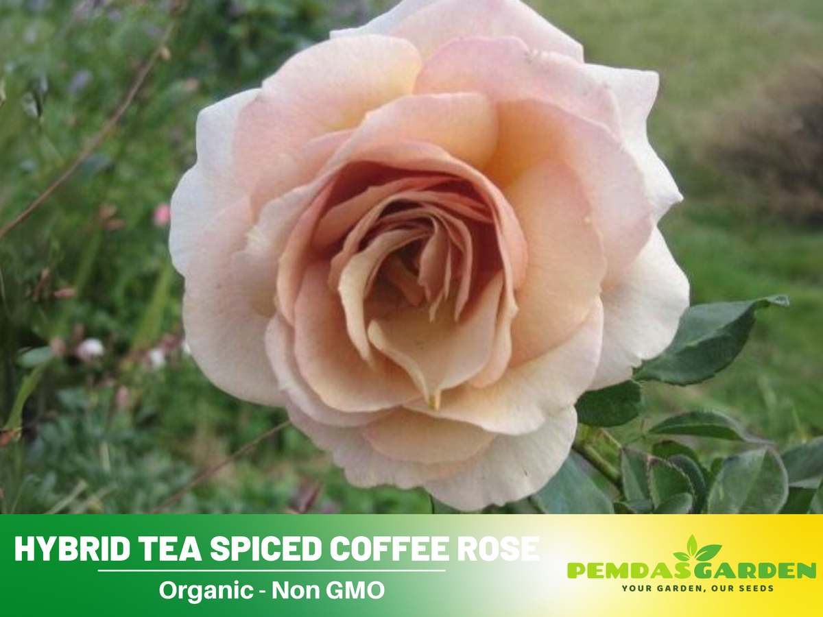 30 Rare Seeds| Hybrid Tea Spiced Coffee Rose Bush Flower Seeds #1118