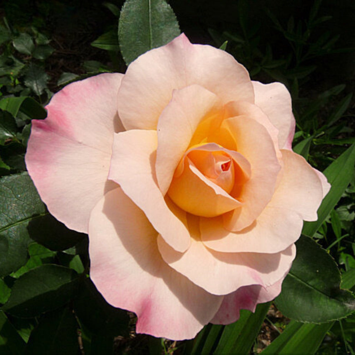 Hybrid Tea Spiced Coffee Rose Bush Flower Seeds, 30 seeds