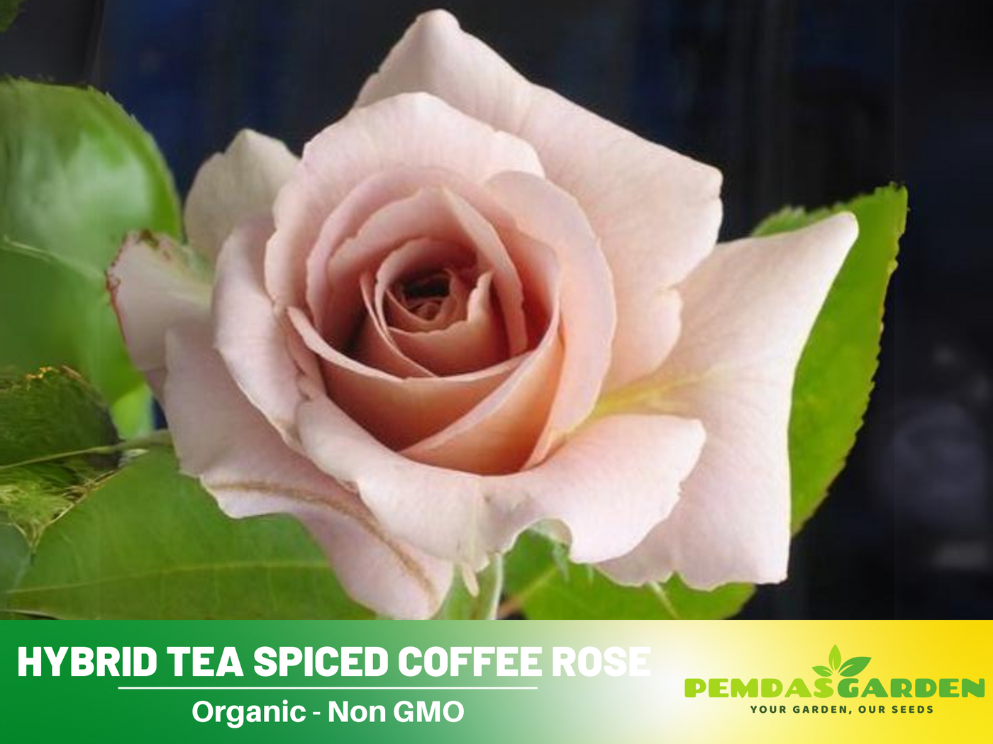 hybrid flower seeds 30 Rare Seeds| Hybrid Tea Spiced Coffee Rose Bush Flower Seeds #1118