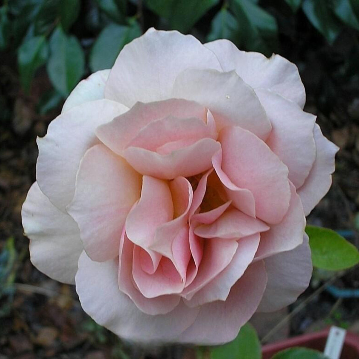 Hybrid Tea Spiced Coffee Rose Bush Flower Seeds, 30 seeds