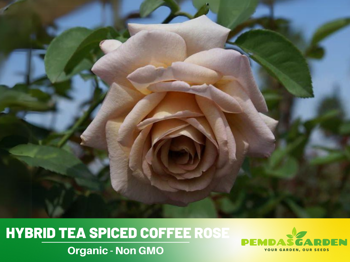 30 Rare Seeds| Hybrid Tea Spiced Coffee Rose Bush Flower Seeds #1118