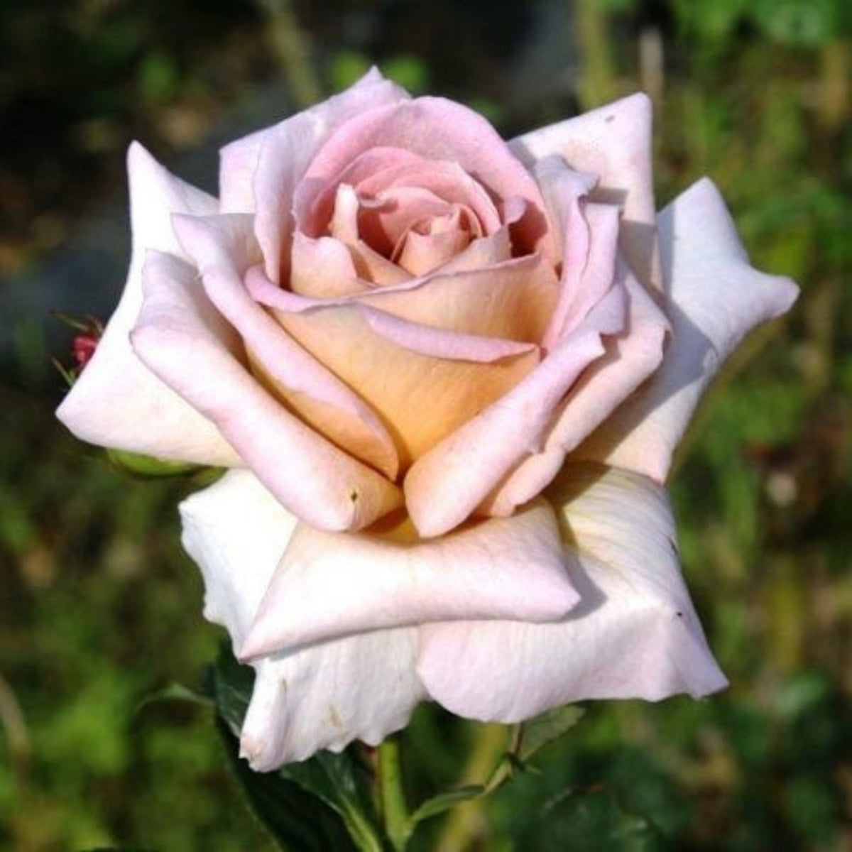 Hybrid Tea Spiced Coffee Rose Bush Flower Seeds, 30 seeds
