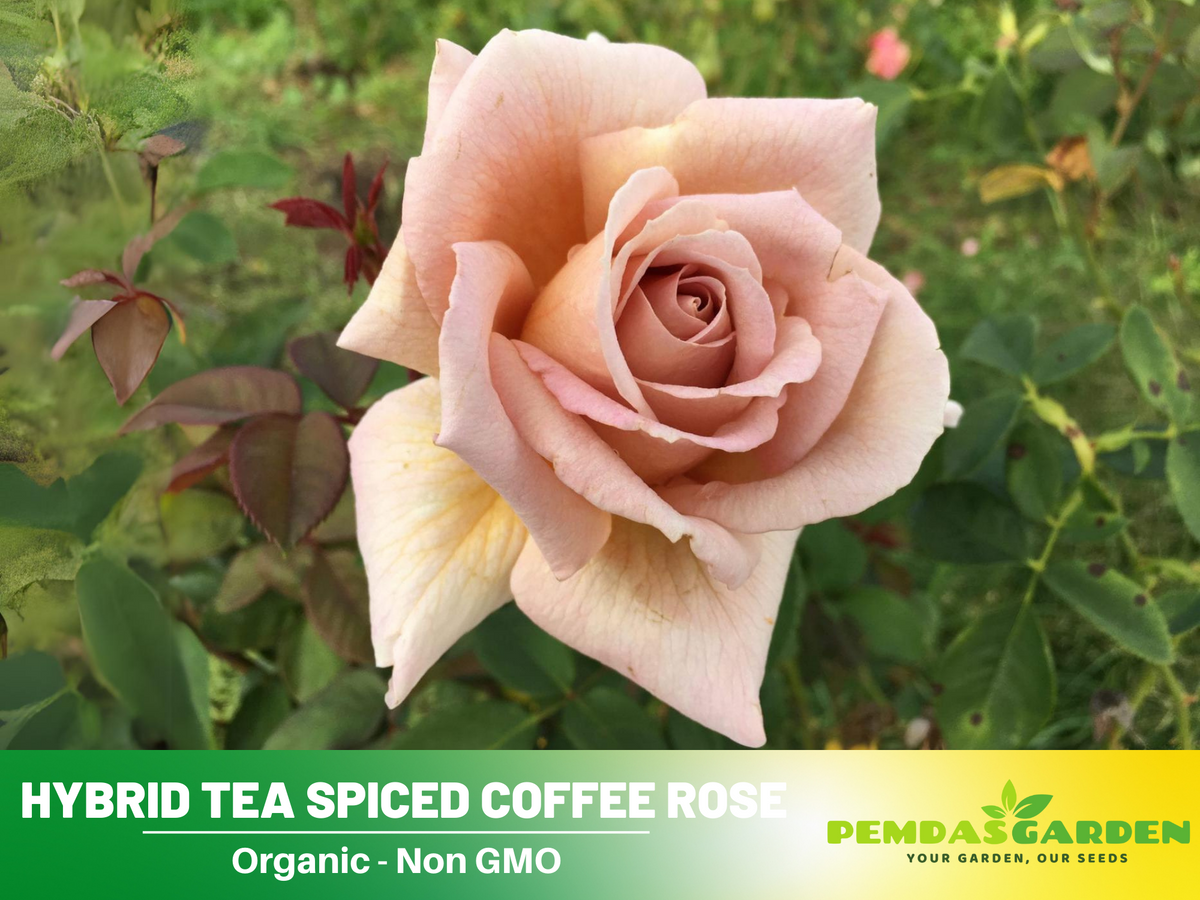 30 Rare Seeds| Hybrid Tea Spiced Coffee Rose Bush Flower Seeds #1118