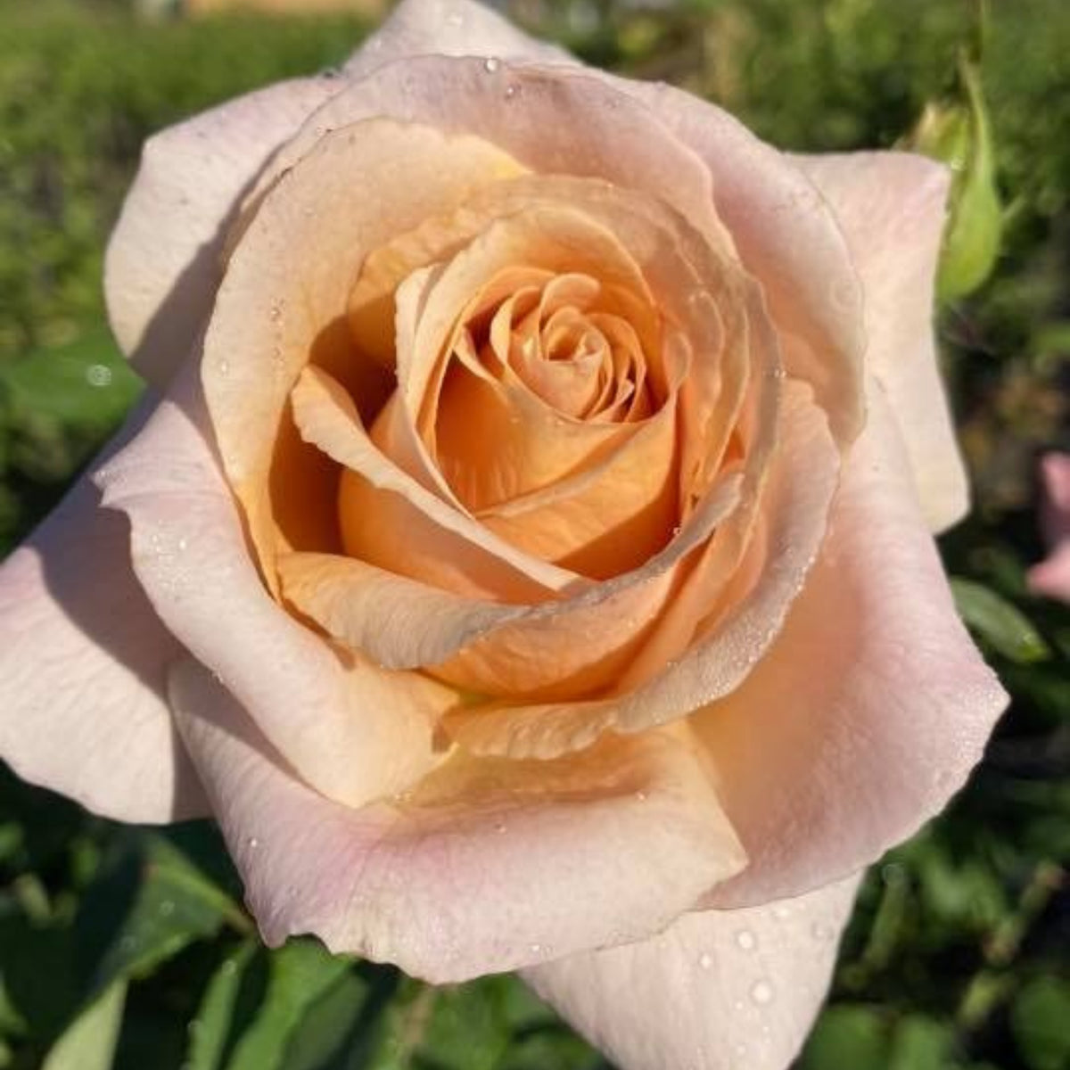 Hybrid Tea Spiced Coffee Rose Bush Flower Seeds, 30 seeds