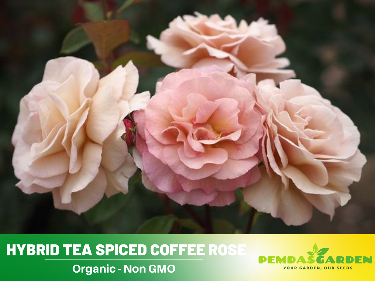 30 Rare Seeds| Hybrid Tea Spiced Coffee Rose Bush Flower Seeds #1118