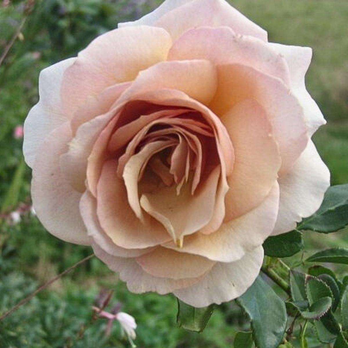 Hybrid Tea Spiced Coffee Rose Bush Flower Seeds, 30 seeds