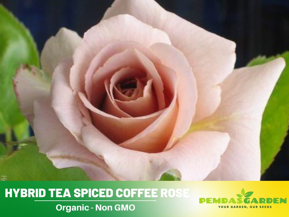 30 Rare Seeds| Hybrid Tea Spiced Coffee Rose Bush Flower Seeds #1118