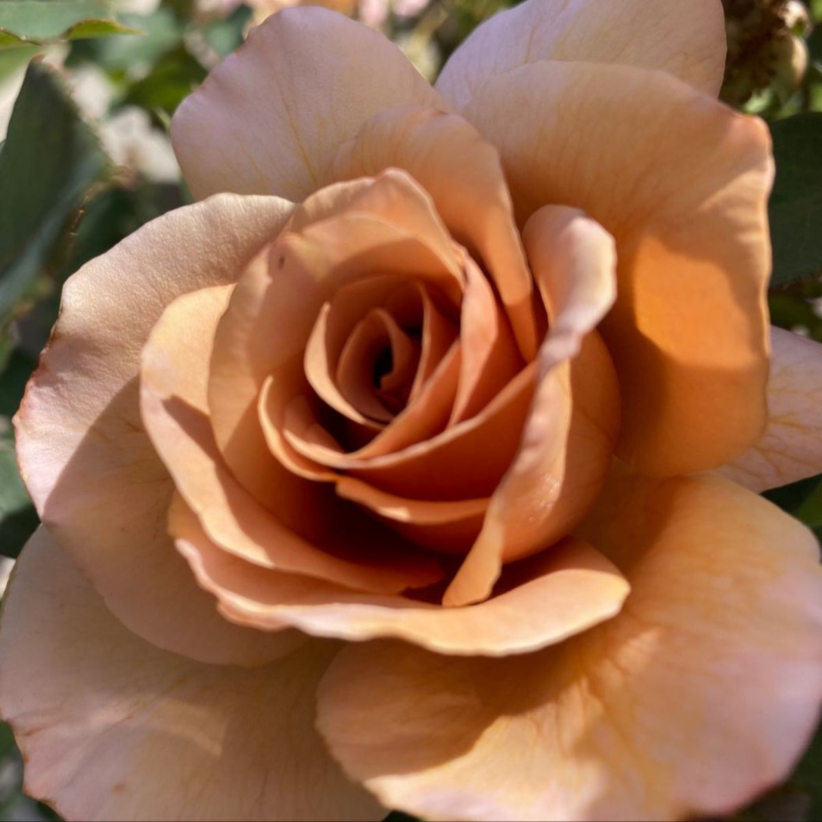 Hybrid Tea Spiced Coffee Rose Bush Flower Seeds, 30 seeds