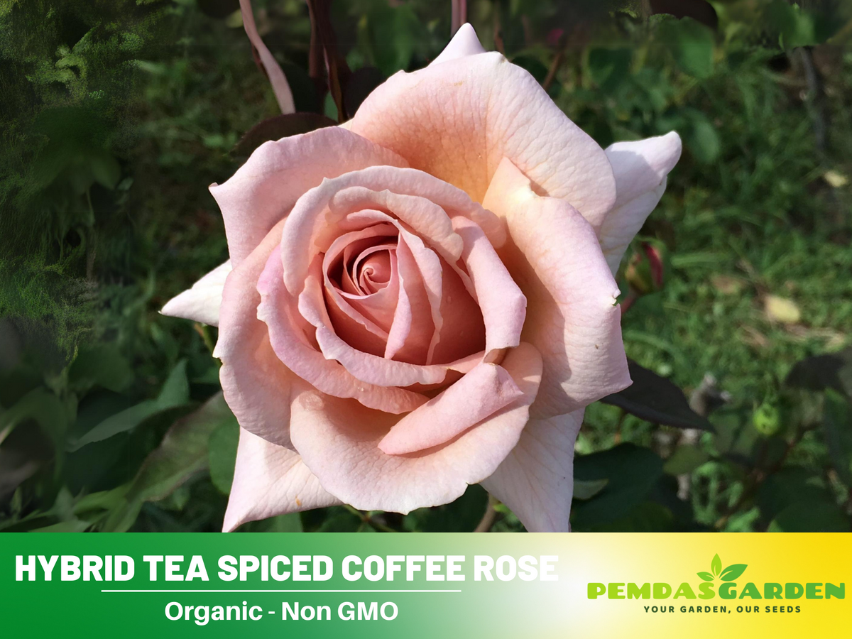 30 Rare Seeds| Hybrid Tea Spiced Coffee Rose Bush Flower Seeds #1118