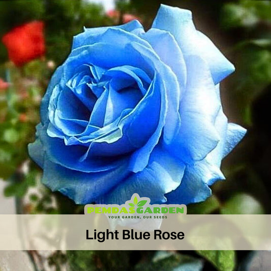 Light Blue Rose Seeds Perennial Flower Seeds