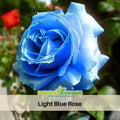 Light Blue Rose Seeds Perennial Flower Seeds - Perennial -Authentic Seeds-Flowers -Organic. Non GMO-Mix Seeds for Plant
