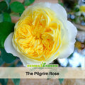 30 Rare Seeds| Yellow The Pilgrim Rose Bush Flower Seeds #1120