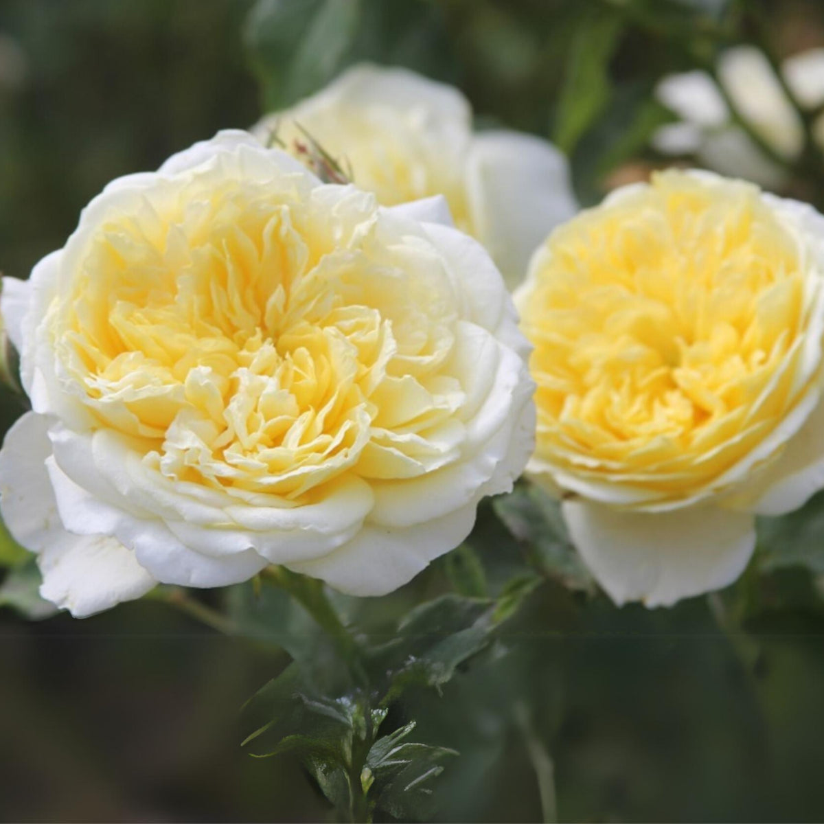 Yellow the Pilgrim Rose Bush Flower Seeds, 30 seeds