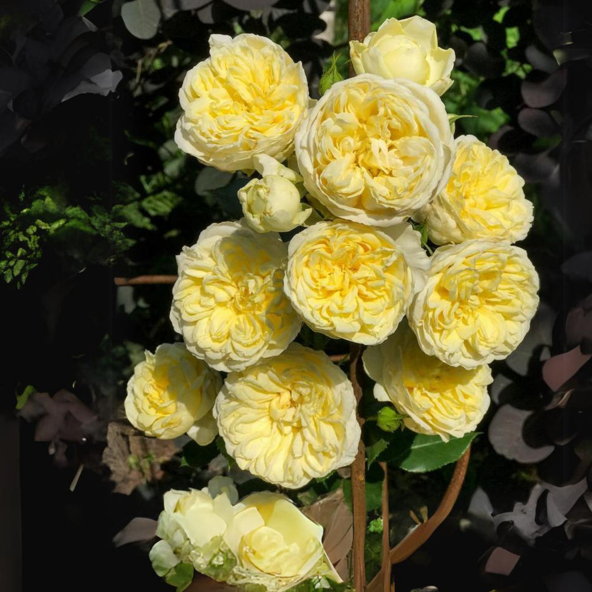 Yellow the Pilgrim Rose Bush Flower Seeds, 30 seeds