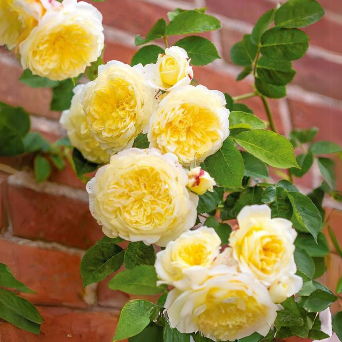 Yellow the Pilgrim Rose Bush Flower Seeds, 30 seeds