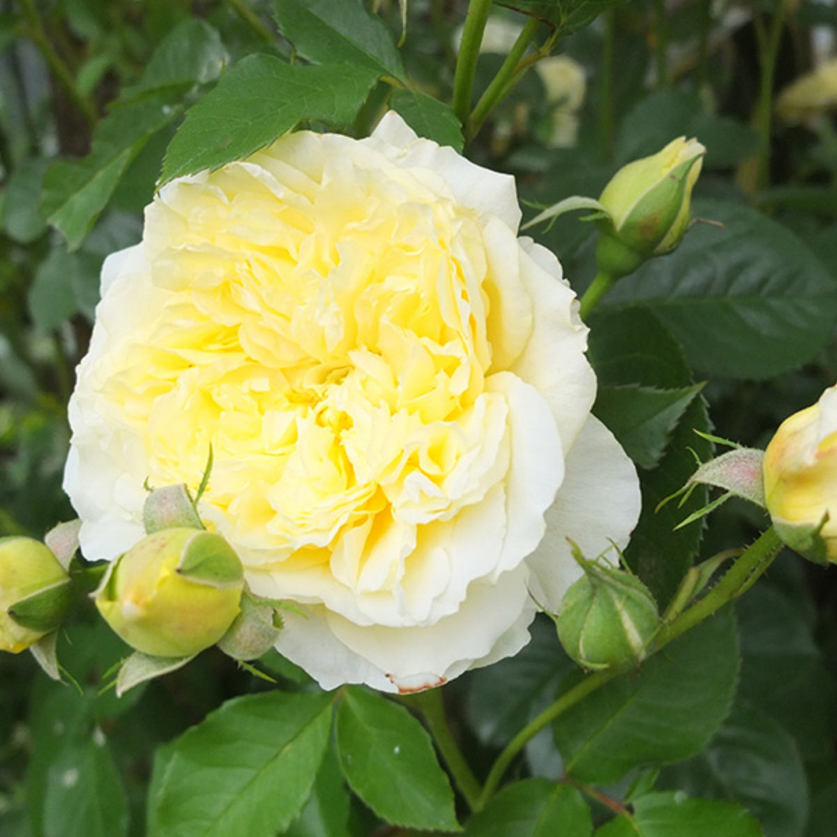 Yellow the Pilgrim Rose Bush Flower Seeds, 30 seeds