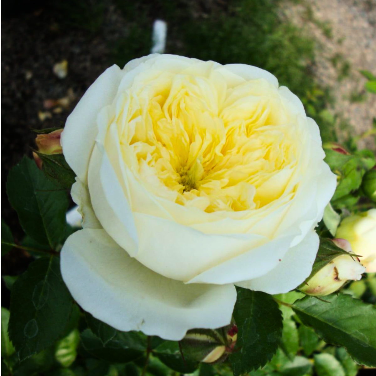 Yellow the Pilgrim Rose Bush Flower Seeds, 30 seeds