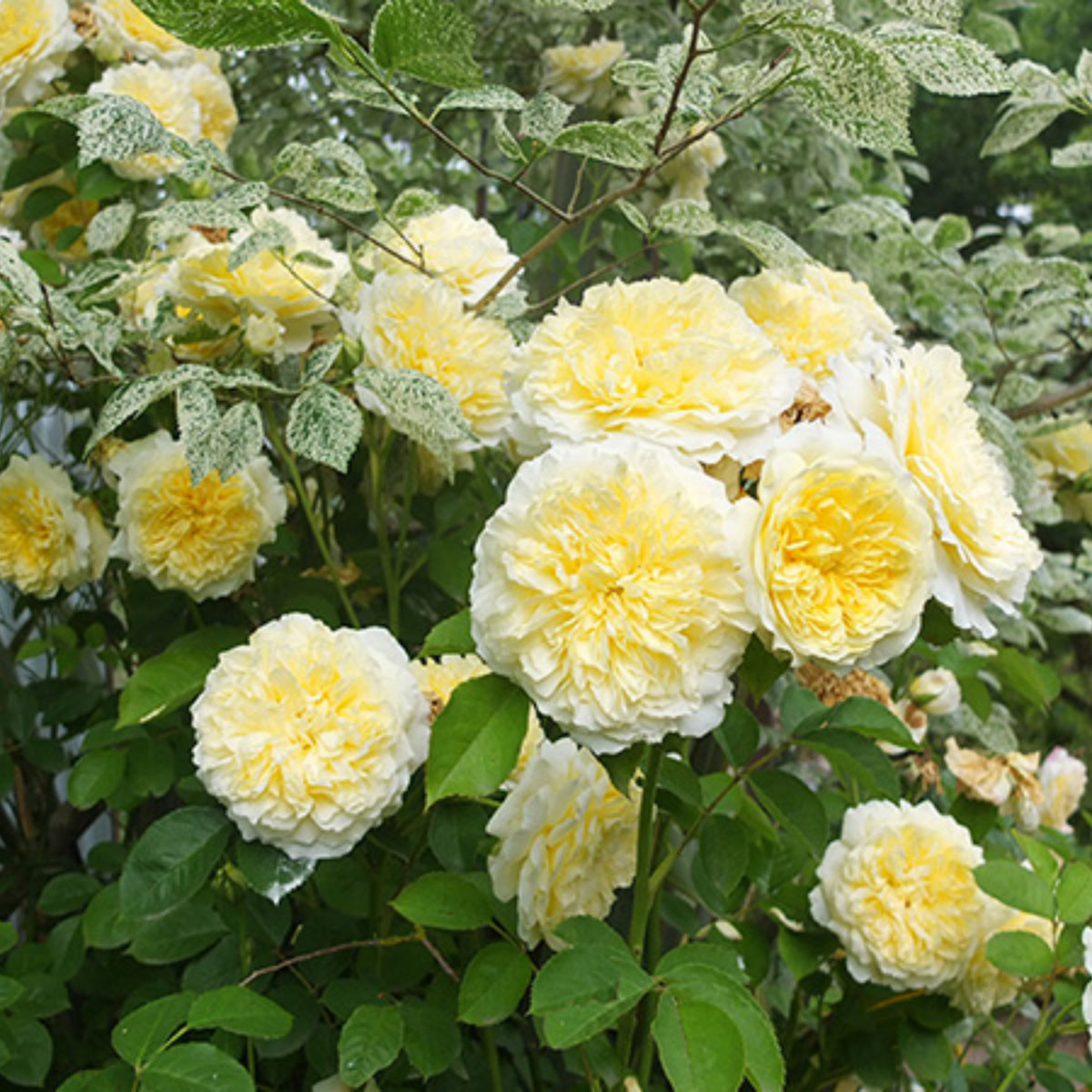 Yellow the Pilgrim Rose Bush Flower Seeds, 30 seeds