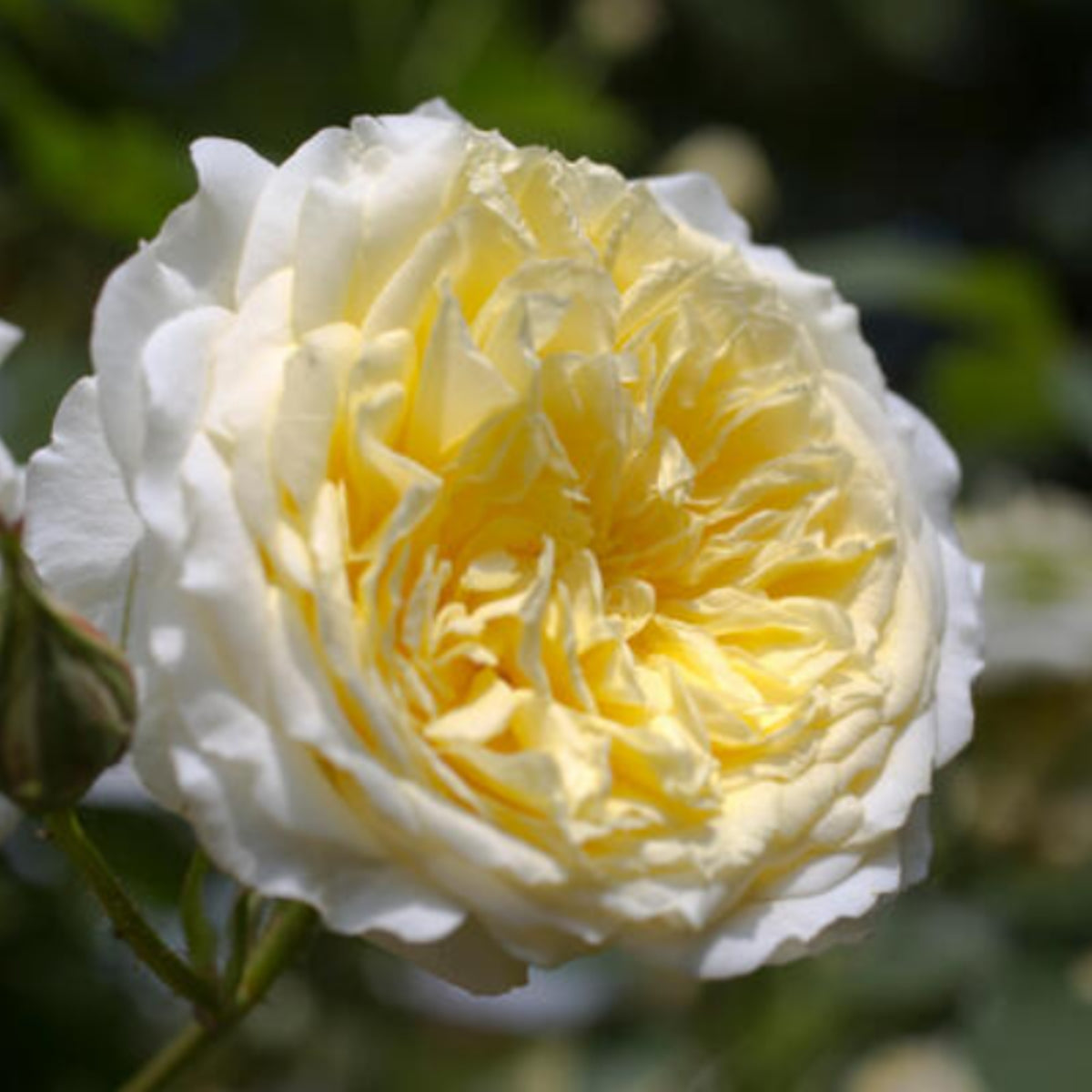Yellow the Pilgrim Rose Bush Flower Seeds, 30 seeds