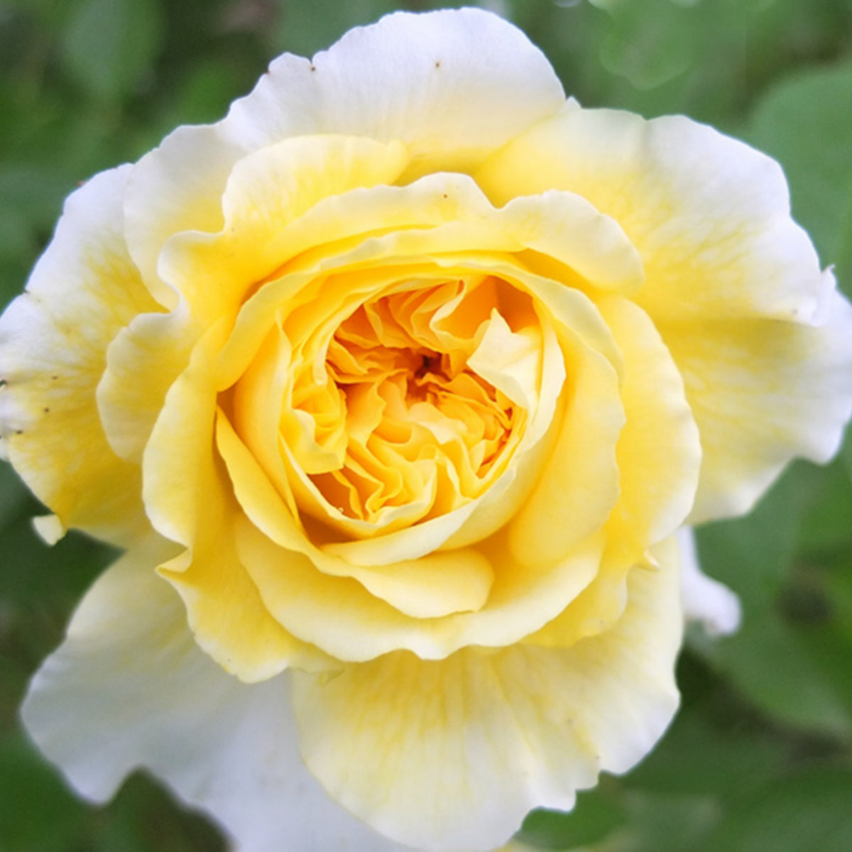 Yellow the Pilgrim Rose Bush Flower Seeds, 30 seeds
