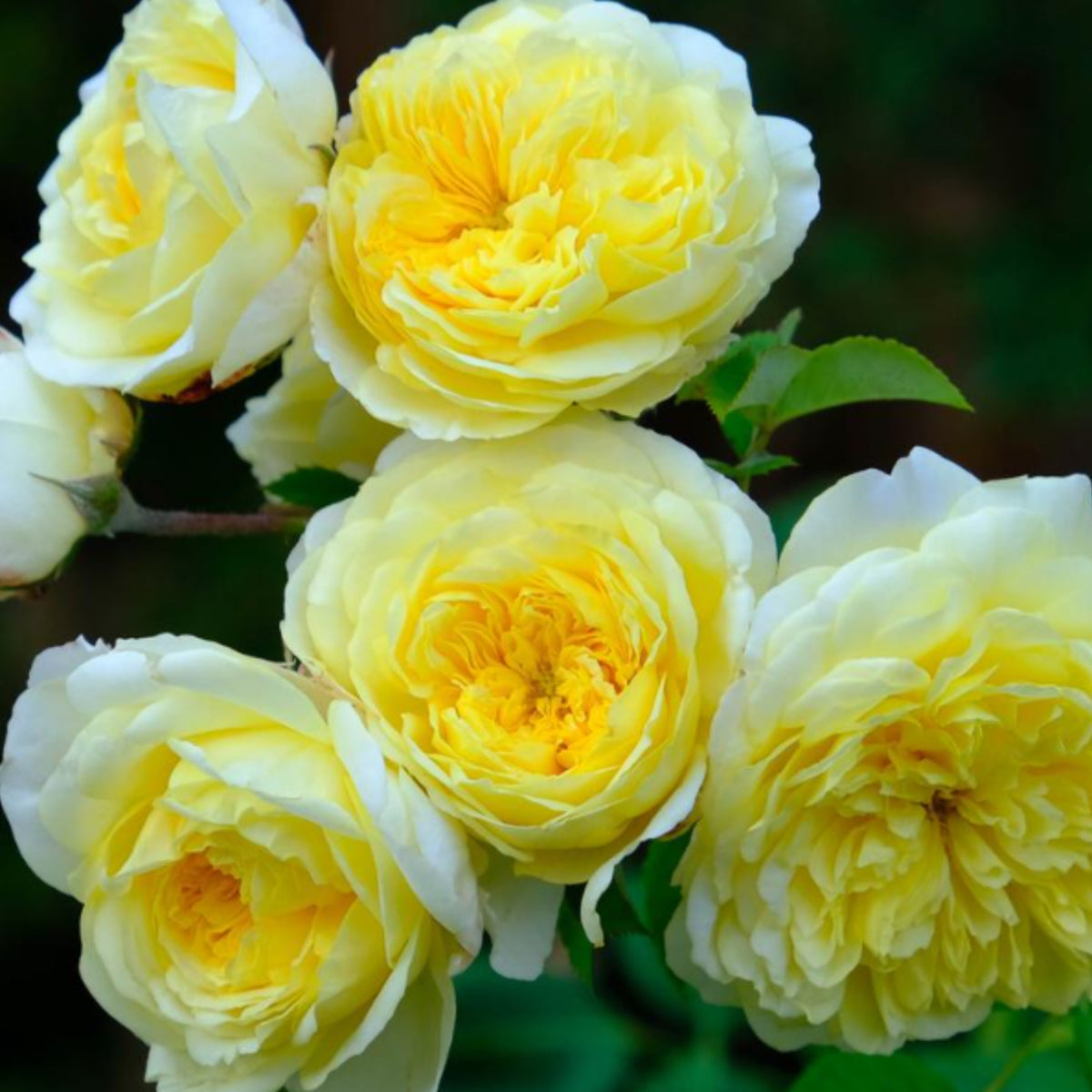 Yellow the Pilgrim Rose Bush Flower Seeds, 30 seeds