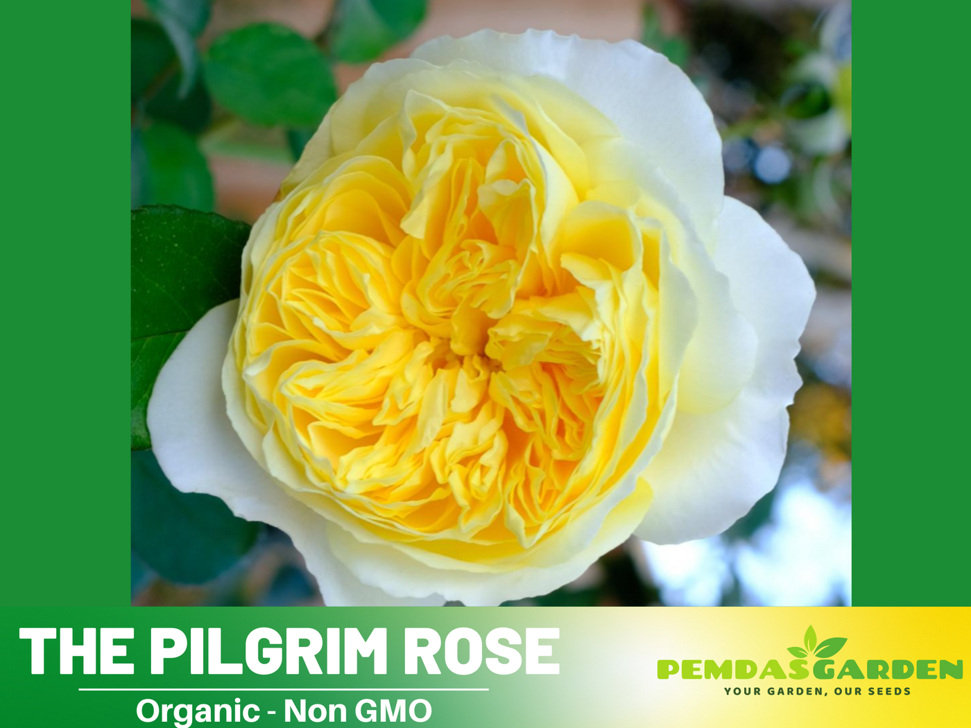 yellow rose bush seeds 30 Rare Seeds| Yellow The Pilgrim Rose Bush Flower Seeds #1120