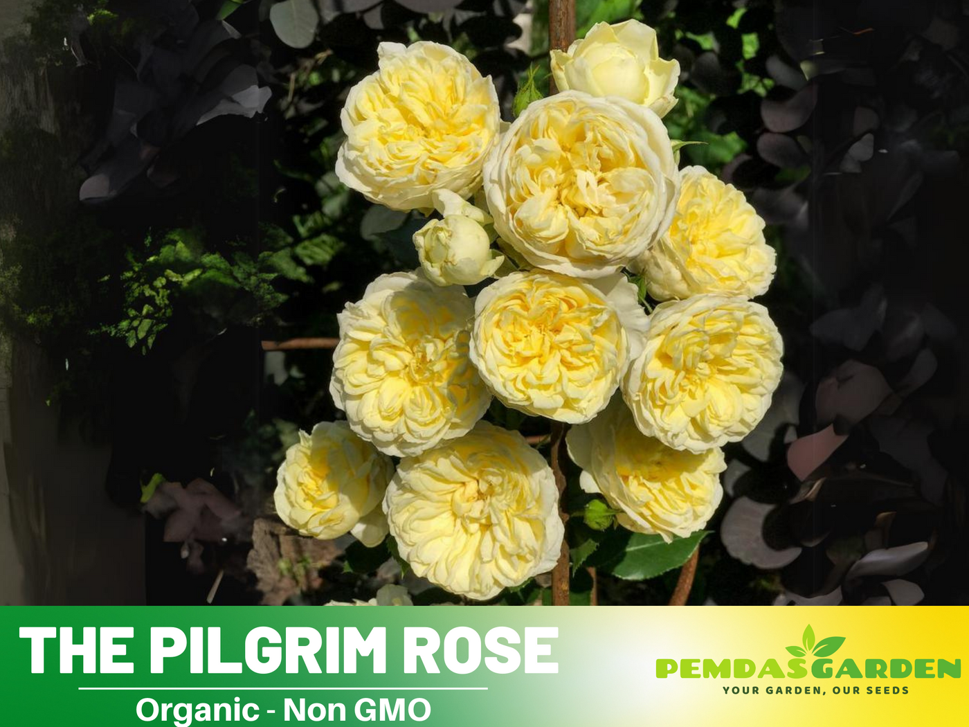 yellow rose bush seeds 30 Rare Seeds| Yellow The Pilgrim Rose Bush Flower Seeds #1120