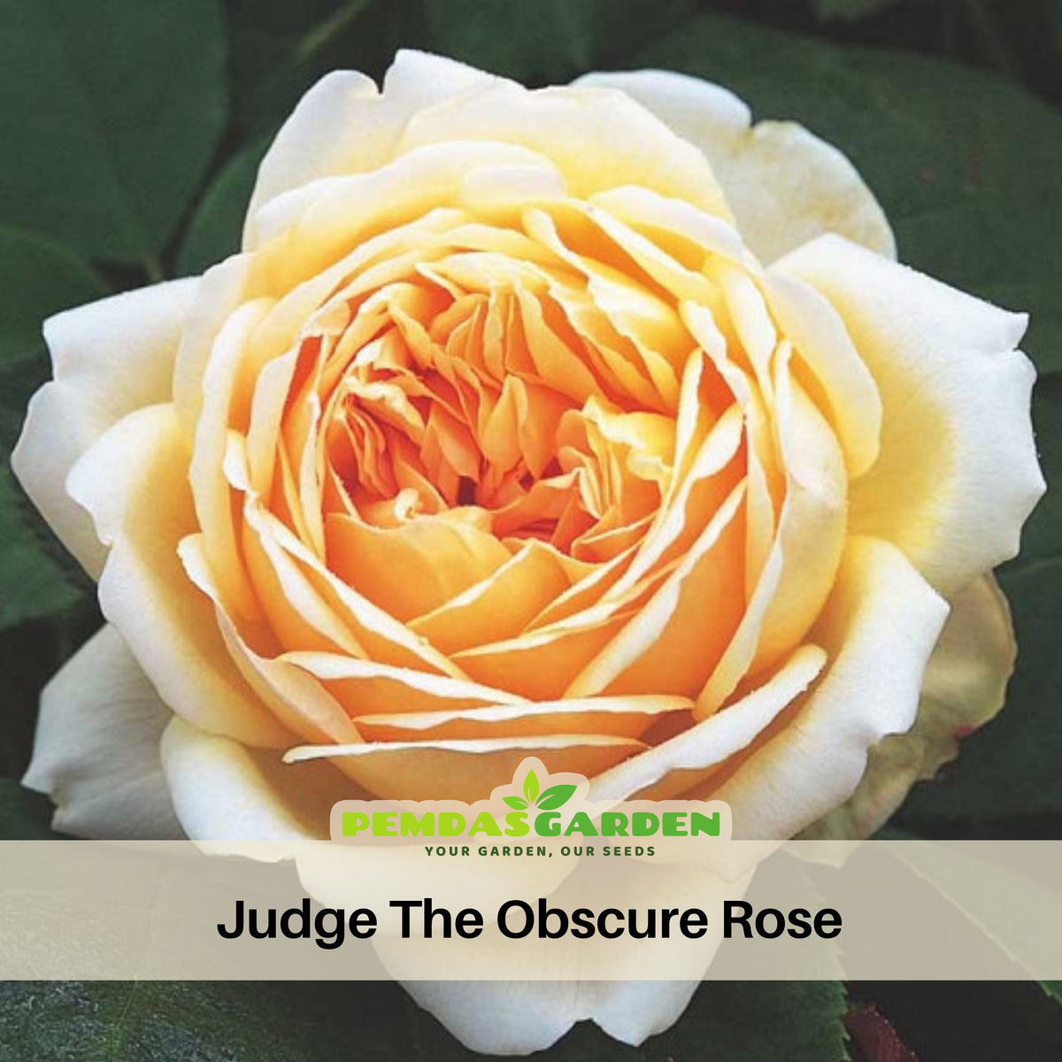 Fresh Judge the Obscure Rose Bush Flower Seeds, 30 seeds