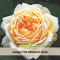 30 Rare Seeds| Fresh Judge The Obscure Rose Bush Flower Seeds - Pretty Yellow Colored Rose Seeds #1121