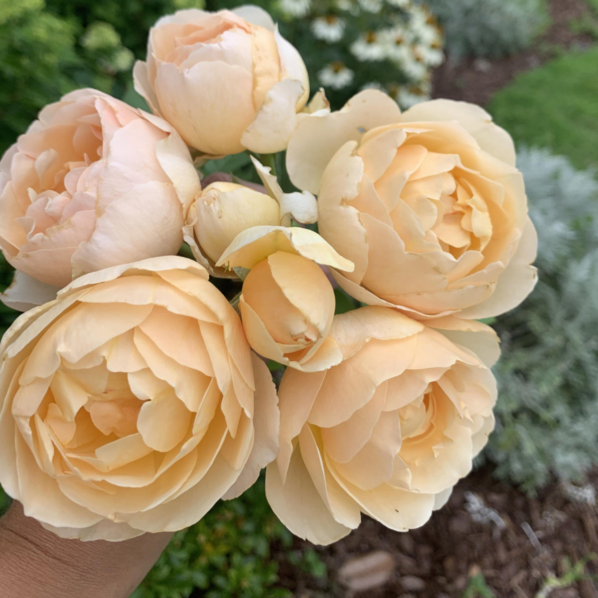 Fresh Judge the Obscure Rose Bush Flower Seeds, 30 seeds