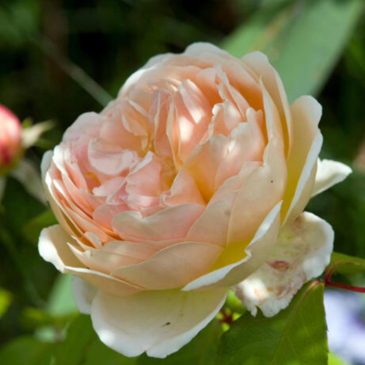 Fresh Judge the Obscure Rose Bush Flower Seeds, 30 seeds